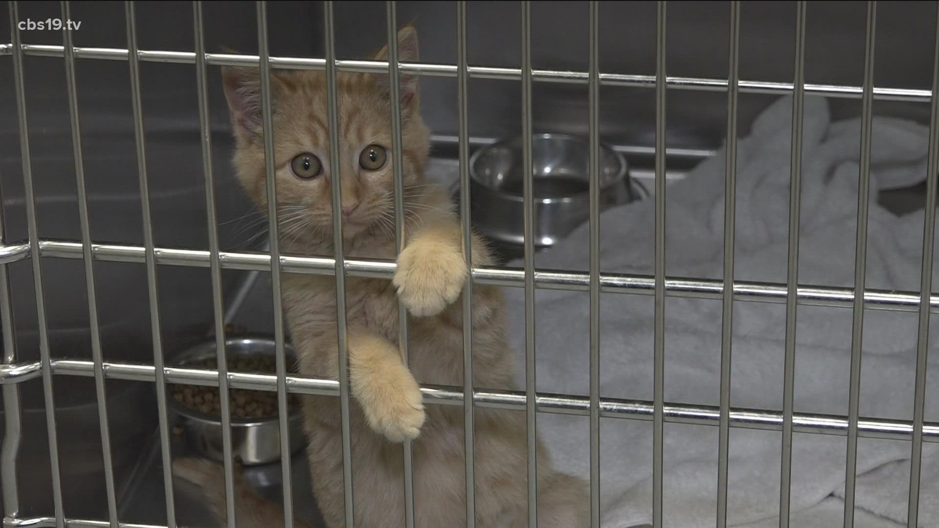 Tyler Animal Shelter offering free microchipping 