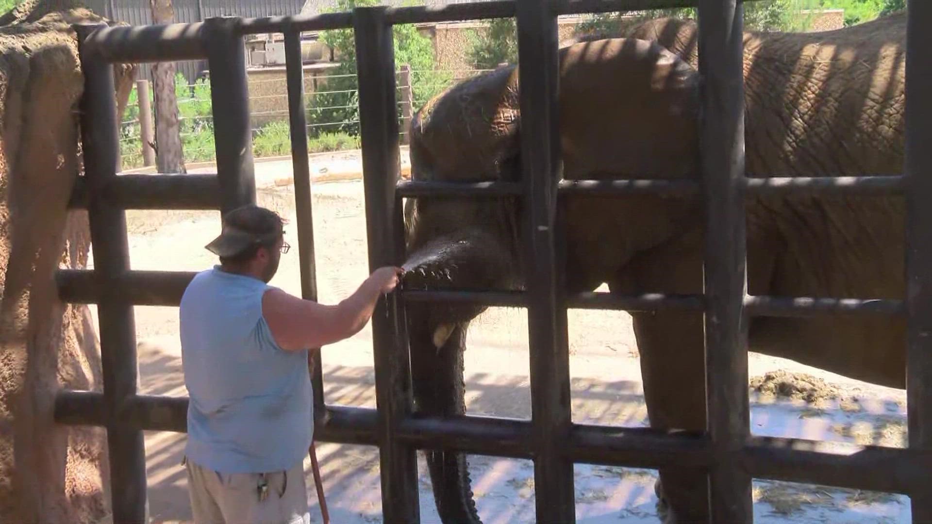 Caldwell Zoo introduces "Watermelon Wednesdays" to help cool down animals