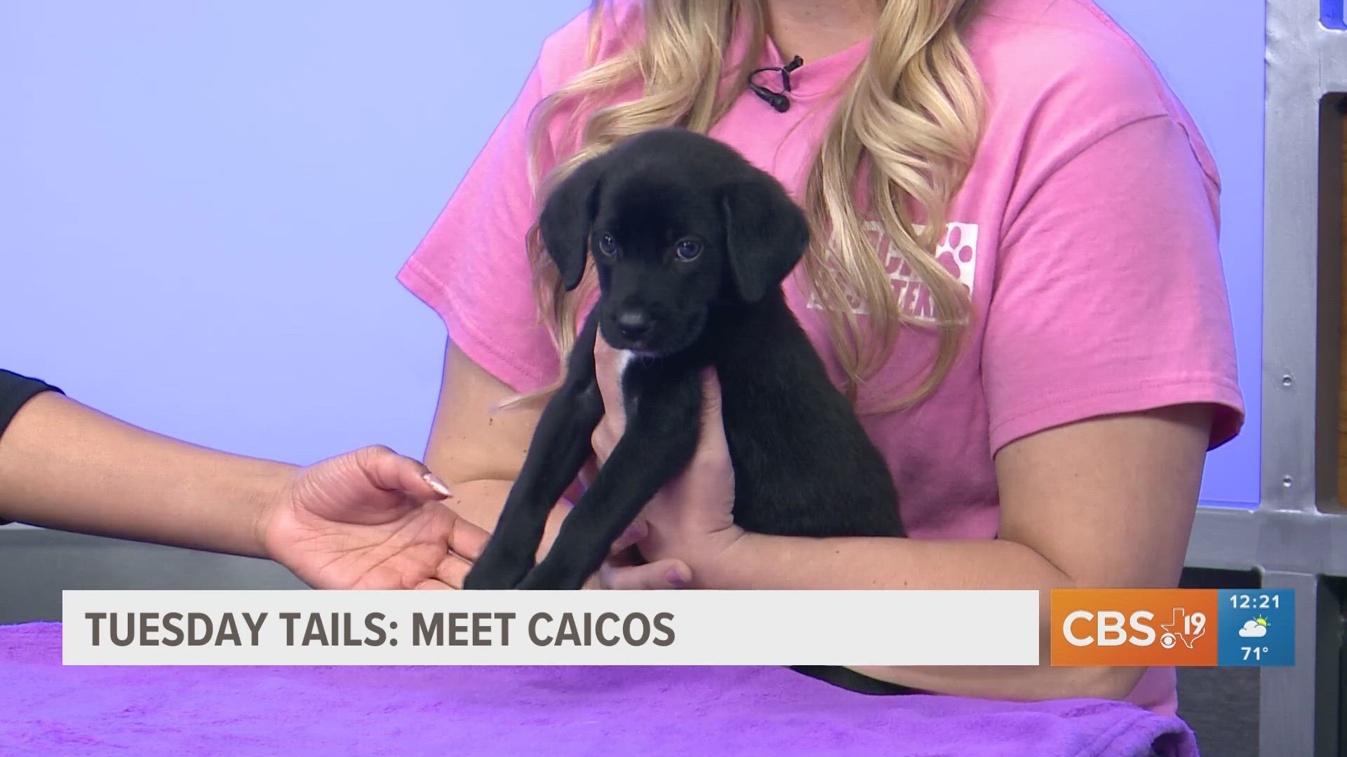Caicos is a 6-week-old Catahoula-lab mix who is the sweetest baby! Caicos will be ready for adoption in about three weeks!