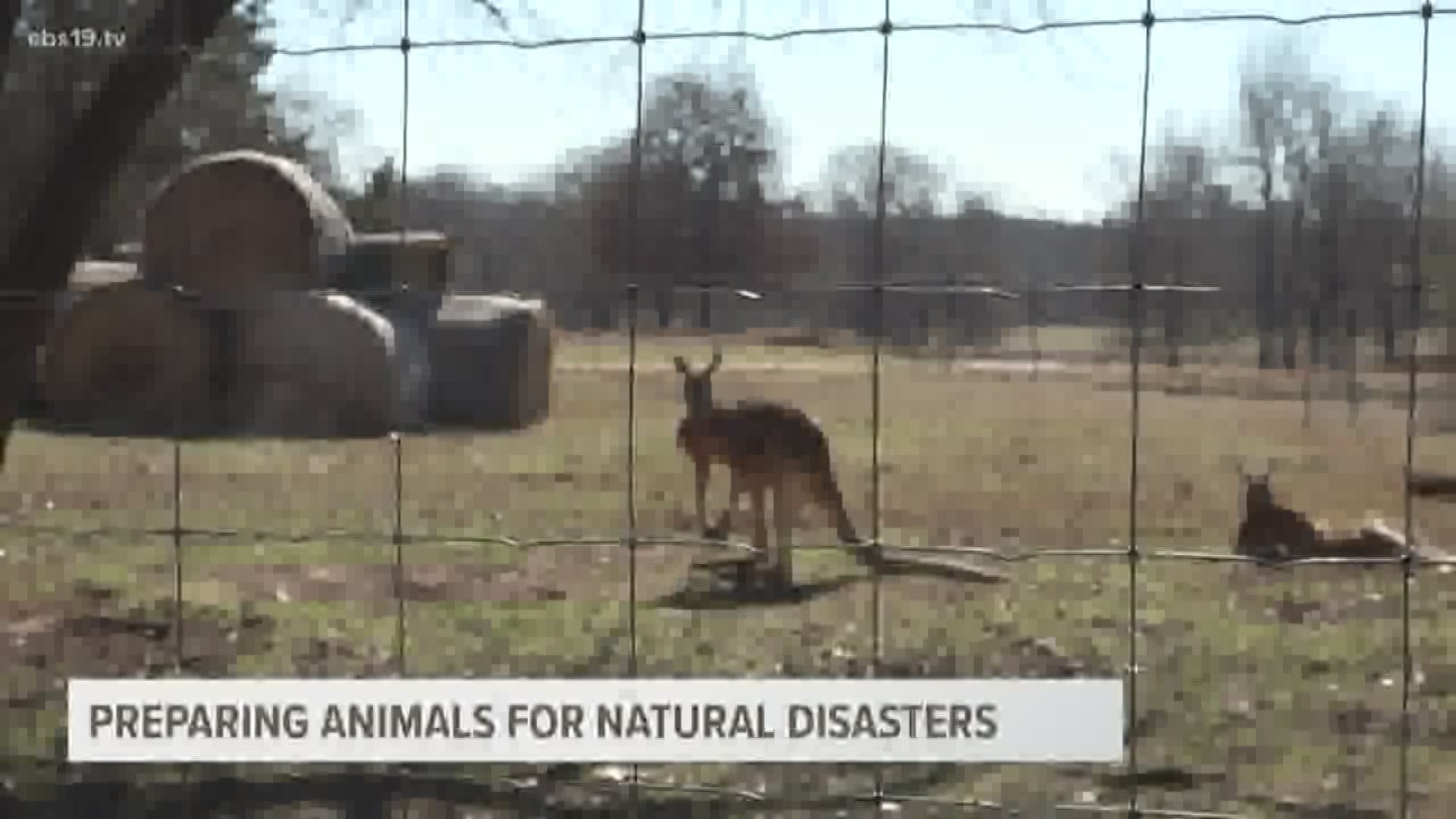 Preparing animals for natural disasters
