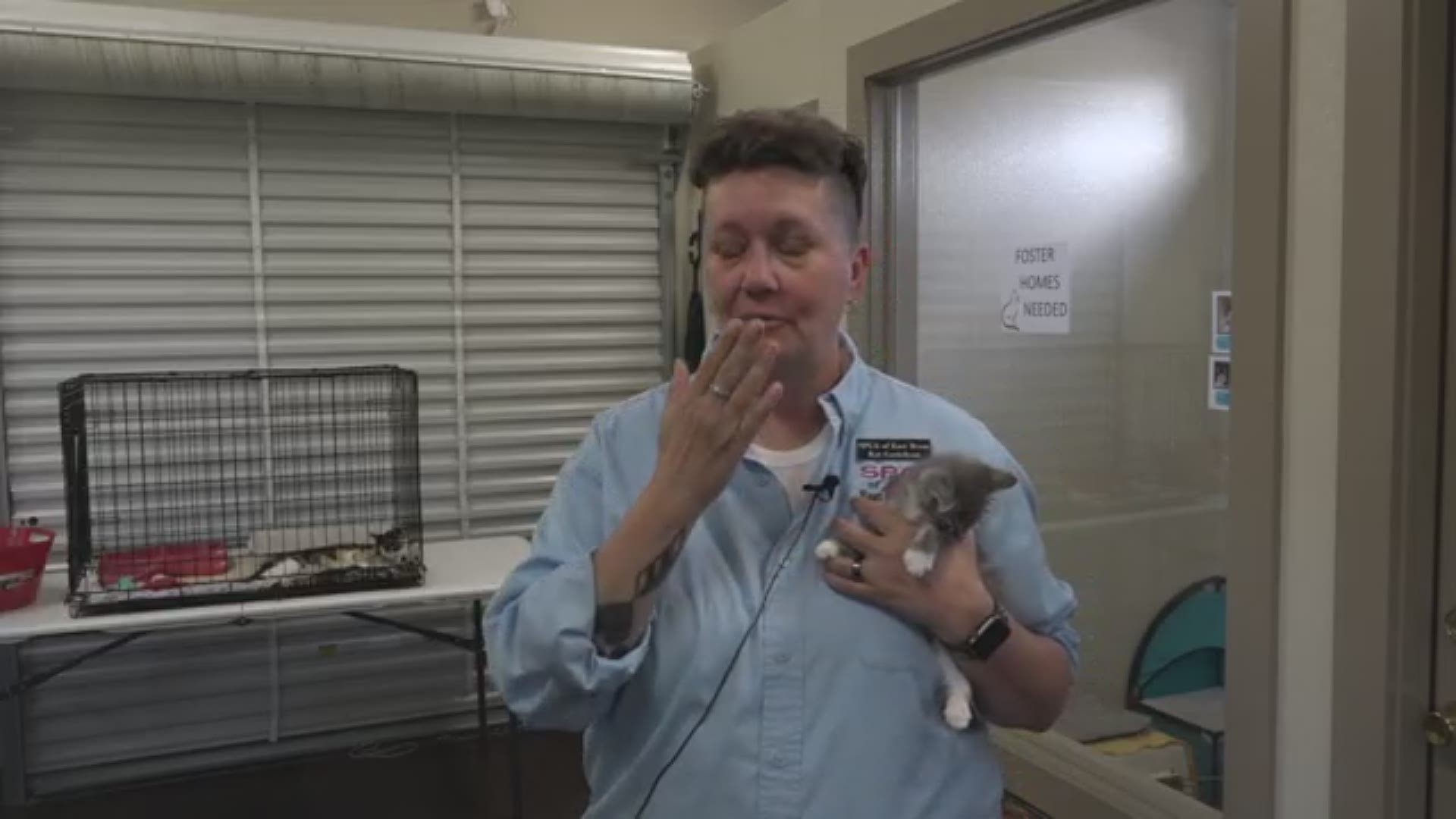 SPCA of East Texas is offering half price adoptions for all cats and kittens during June
