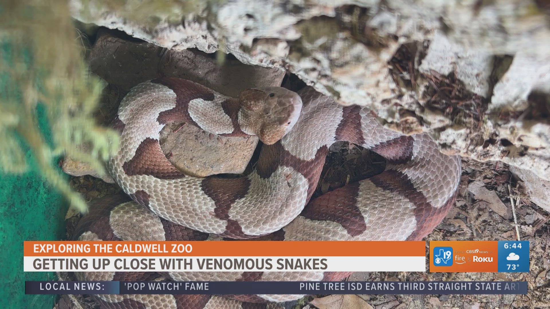 For more behind-the-scenes zoo content, watch CBS19 on Fridays during Morning Y'all for the weekly segment, Exploring the Caldwell Zoo.