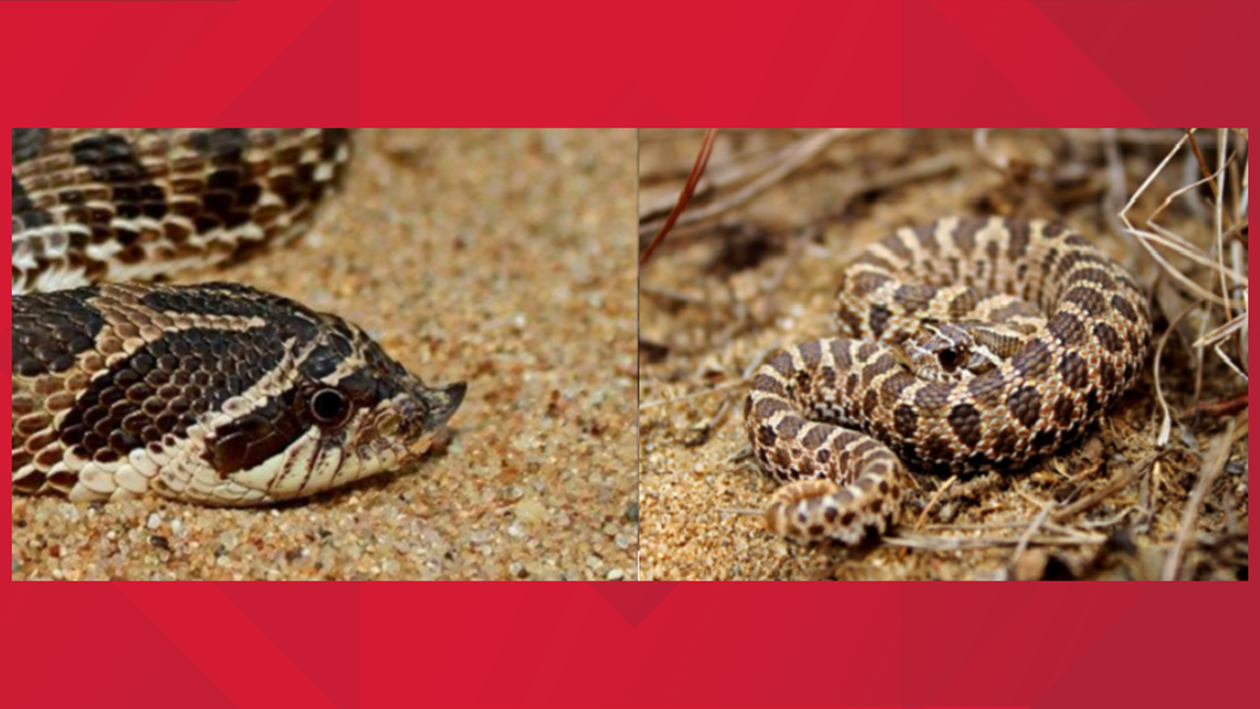 YOU SHOULD KNOW: Venomous Vs. Non-venomous Snakes In Texas | Cbs19.tv