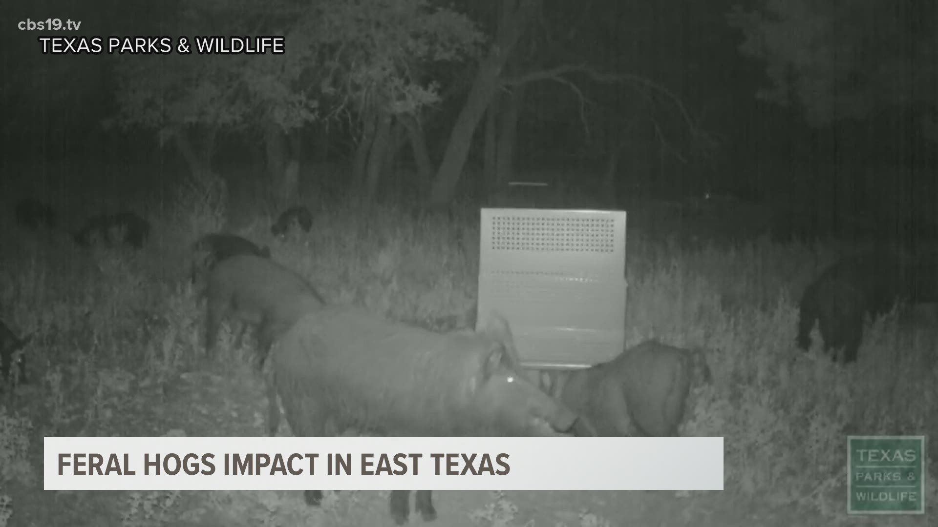 The Texas Wildlife Services Program removed 36,000 feral hogs last year.