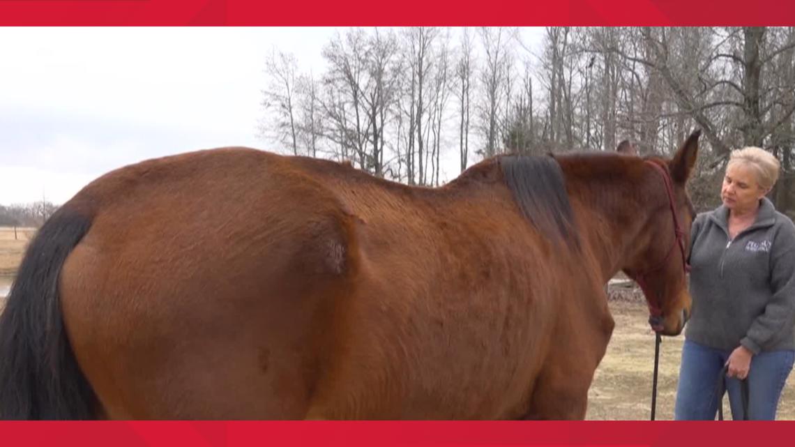 Horse rescued by East Texas nonprofit on first day of 2023 - Vimarsana News
