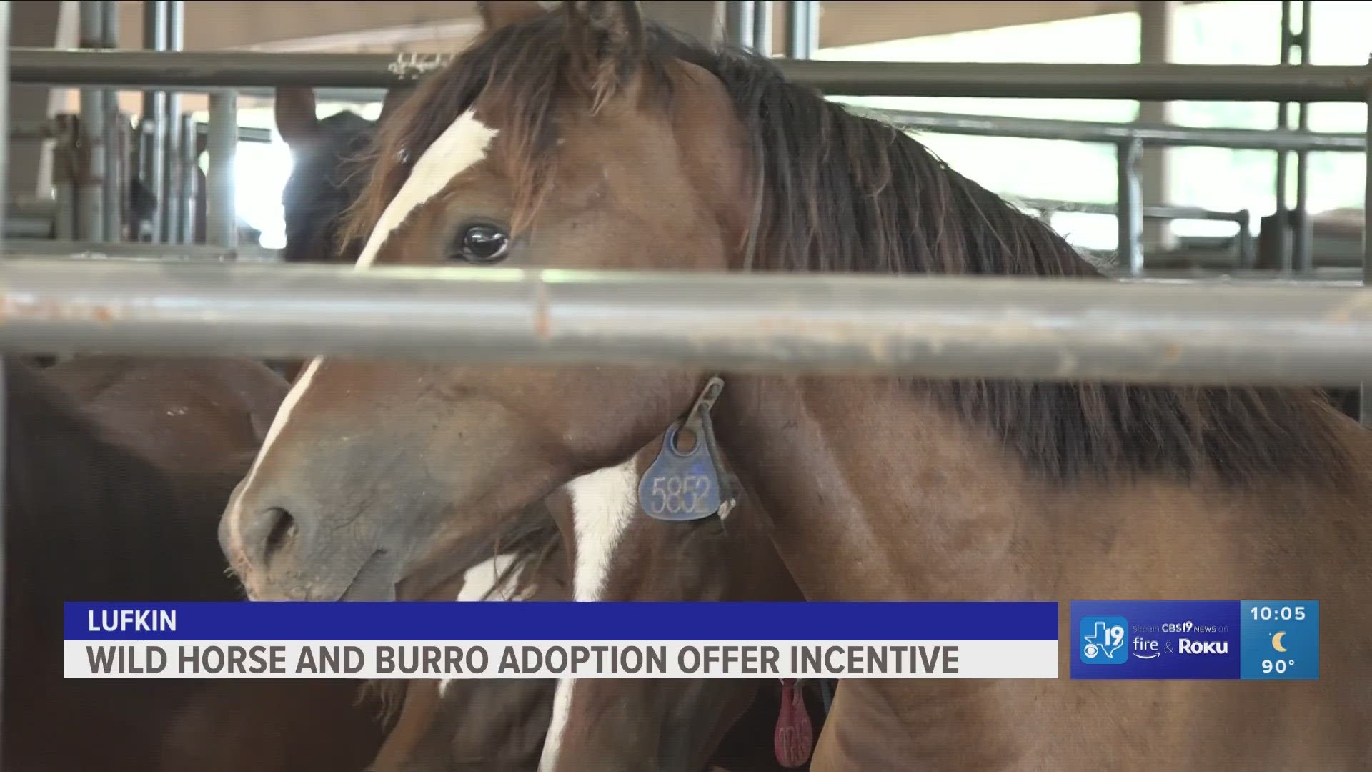 Wild horses & burros will be up for adoption at the Angelina County Exposition Center Saturday morning. An effort to help keep their natural ecosystem in balance.