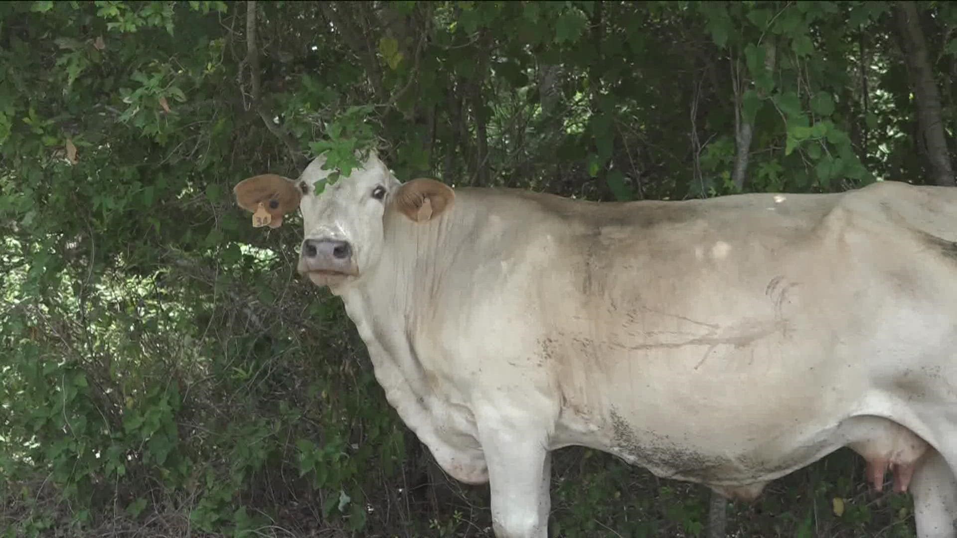 A local rancher describes how he's keeping his cattle cool while also managing rising prices.