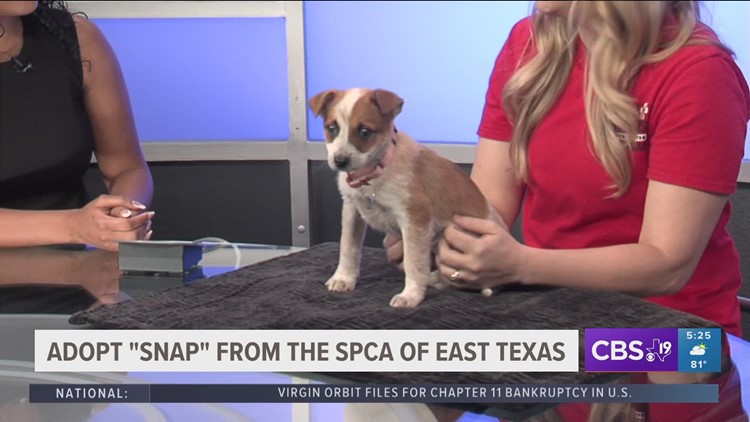TUESDAY TAILS: Meet Snap from the SPCA of East Texas