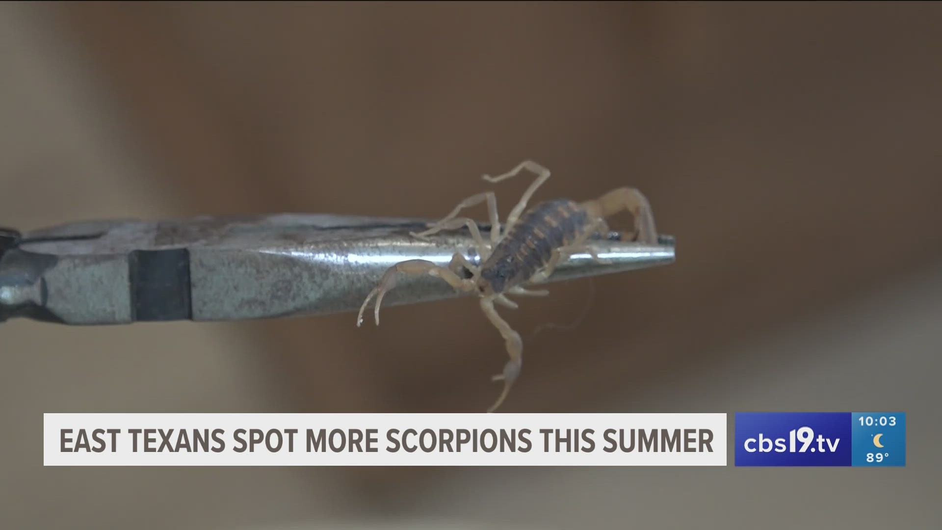 Tyler resident Gennie Johnson said she finds scorpions so often in her home that she takes her family night hunting for them.