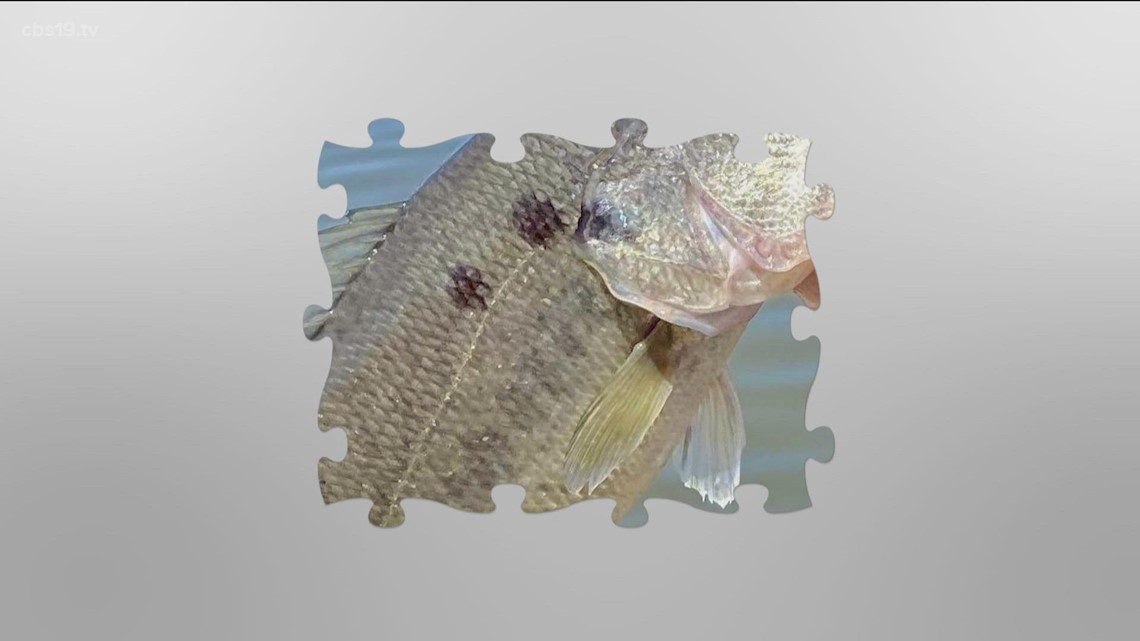 What is causing black spots on bass fish in Texas? - Vimarsana News