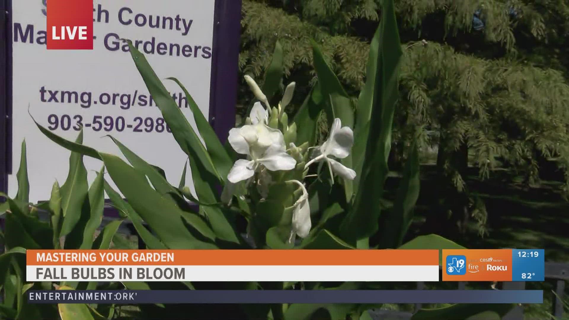 In this weeks Mastering your Garden series, we explore Southern bulbs that are known to thrive through East Texas' weather swings