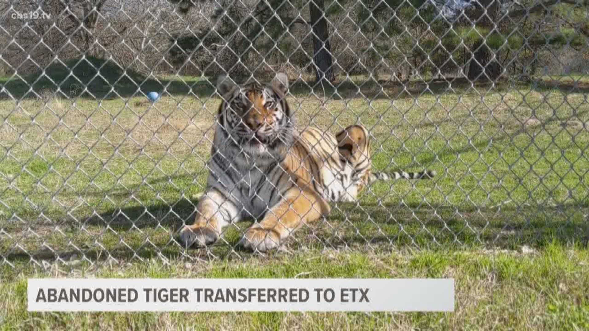 Two days after being found in an abandoned Houston house, a tiger is now being housed in an East Texas animal sanctuary.