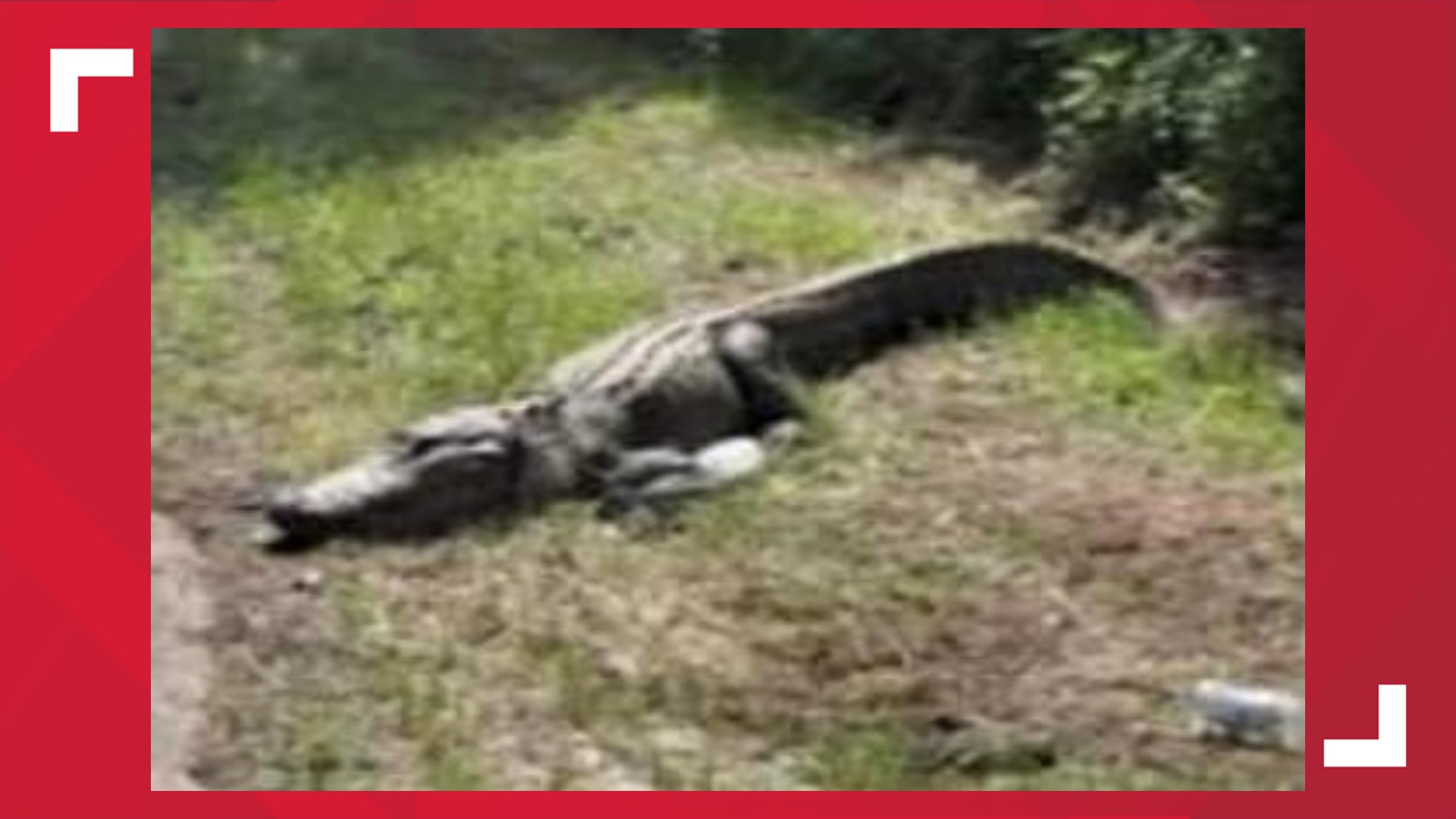 TPWD offering reward for info to find person who killed alligator