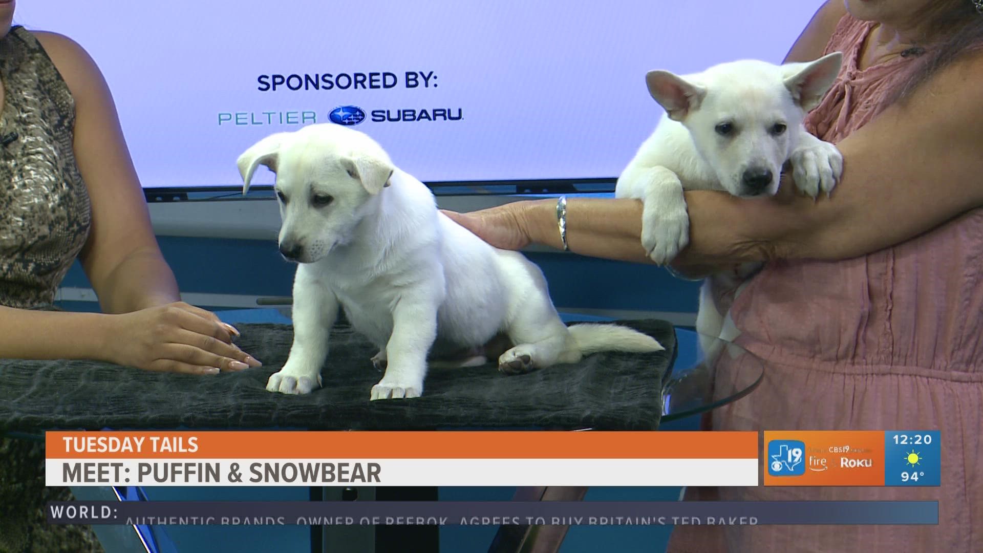 To adopt these sweet pups, visit spcaeasttx.com.