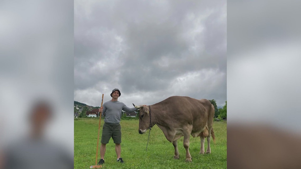 Scientists study cow's surprising tool skills