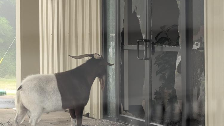 Goat breaks into First Baptist Church Mixon, causing $1600 in