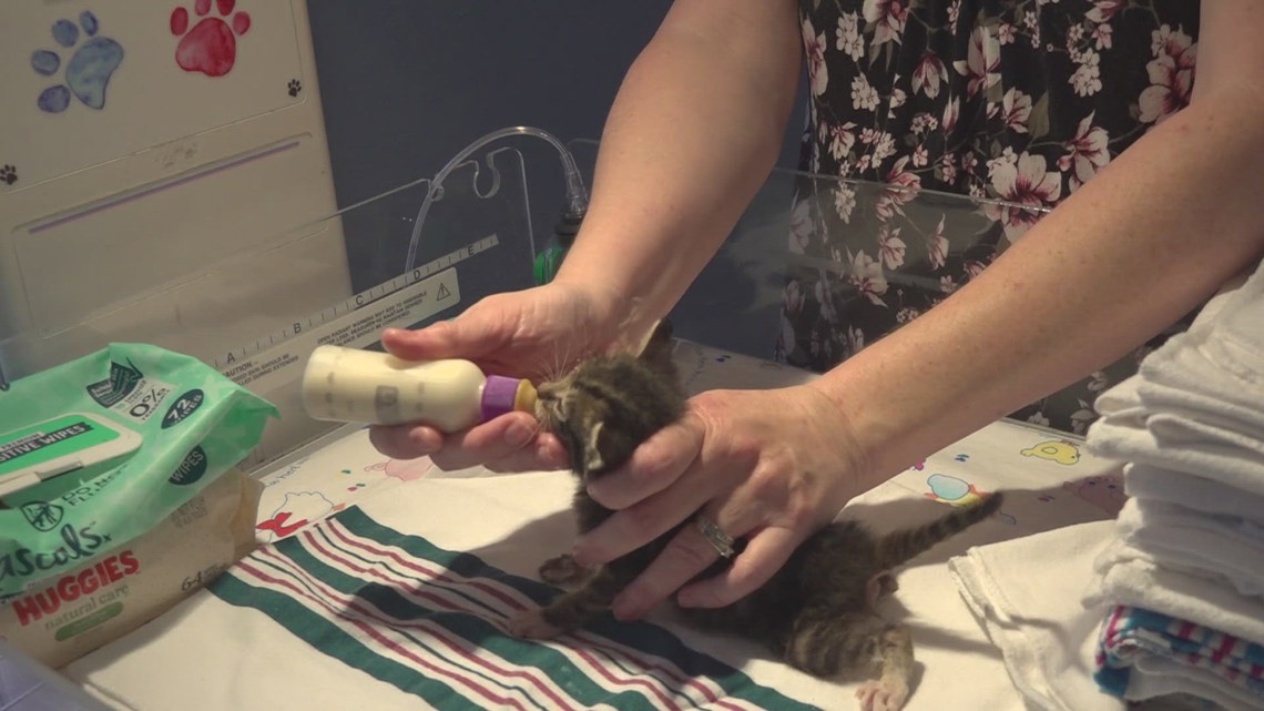 PAW IT FORWARD: East Texas foster caregiver Kellina Hall gives abandoned kittens, puppies new hope