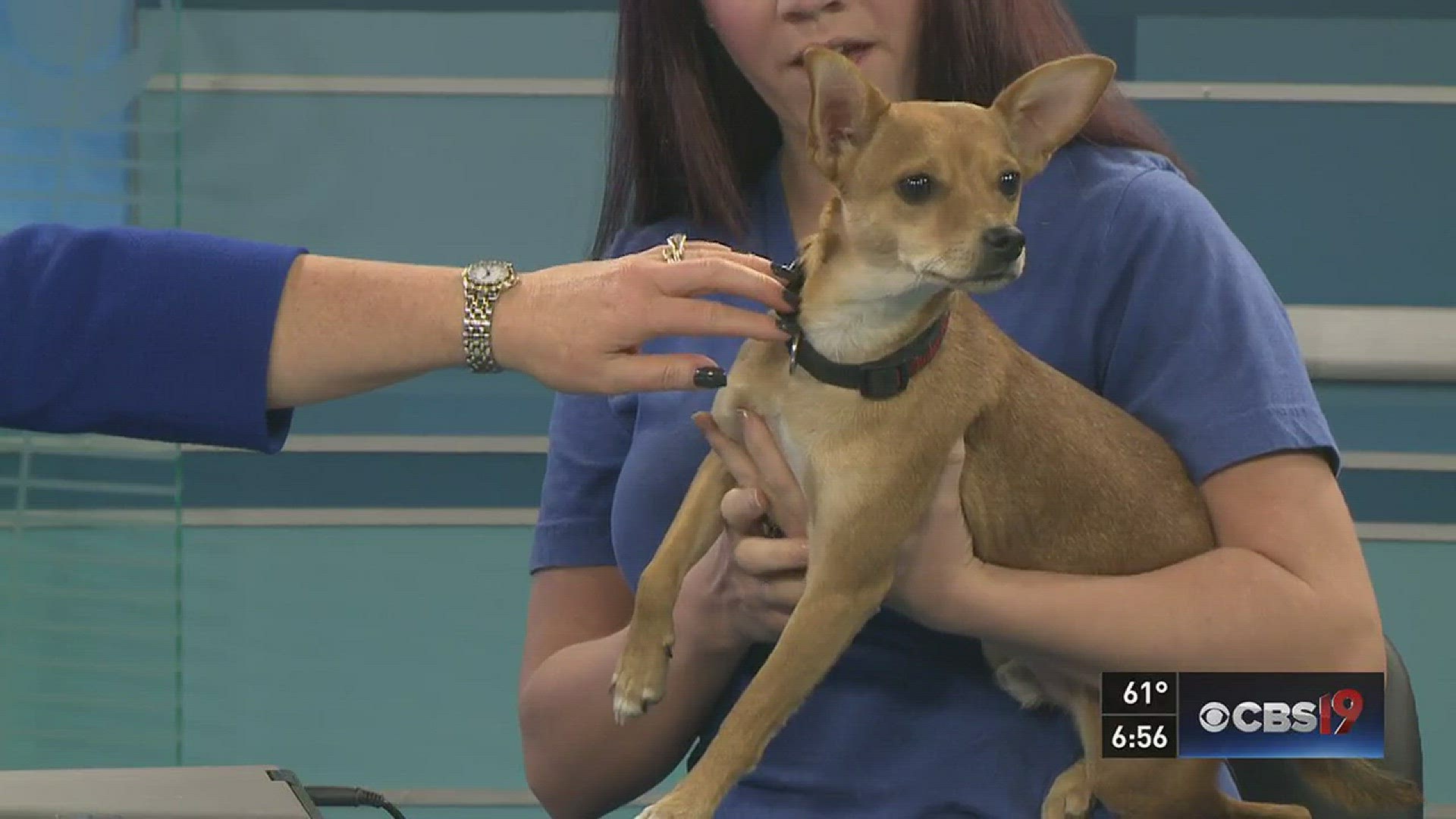 This lovable chihuahua mix is outgoing and ready for a furever home.