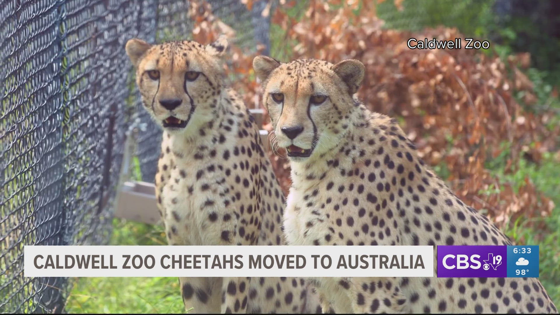 Caldwell Zoo Cheetahs moved to Australia