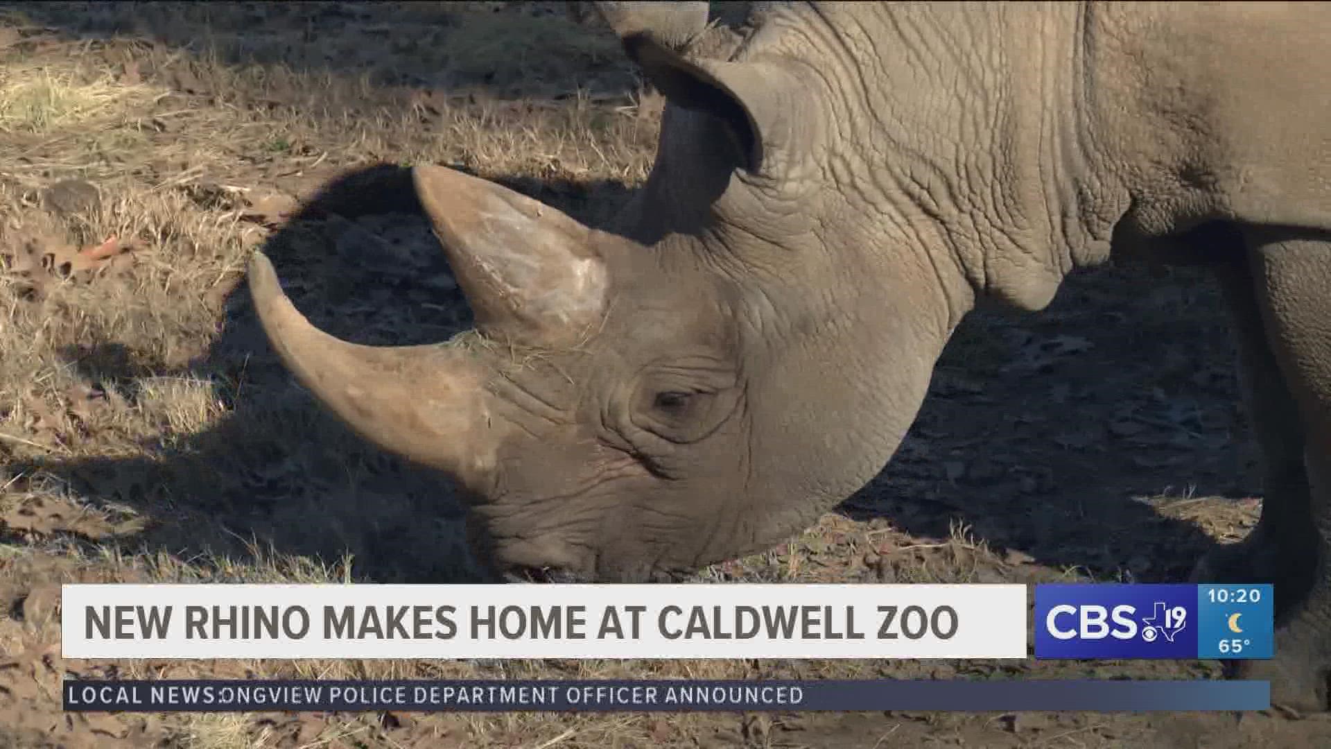 Caldwell Zoo welcomes black rhino from Iowa 
