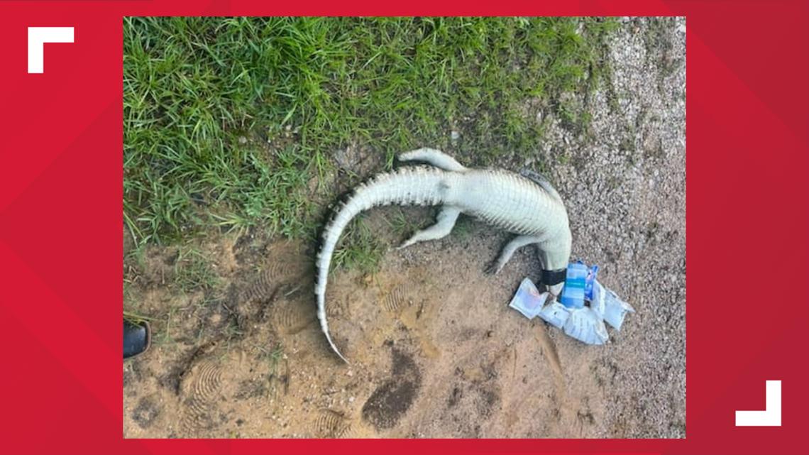 Deep East Texas officials searching for person responsible for killing, dumping alligator - Vimarsana News