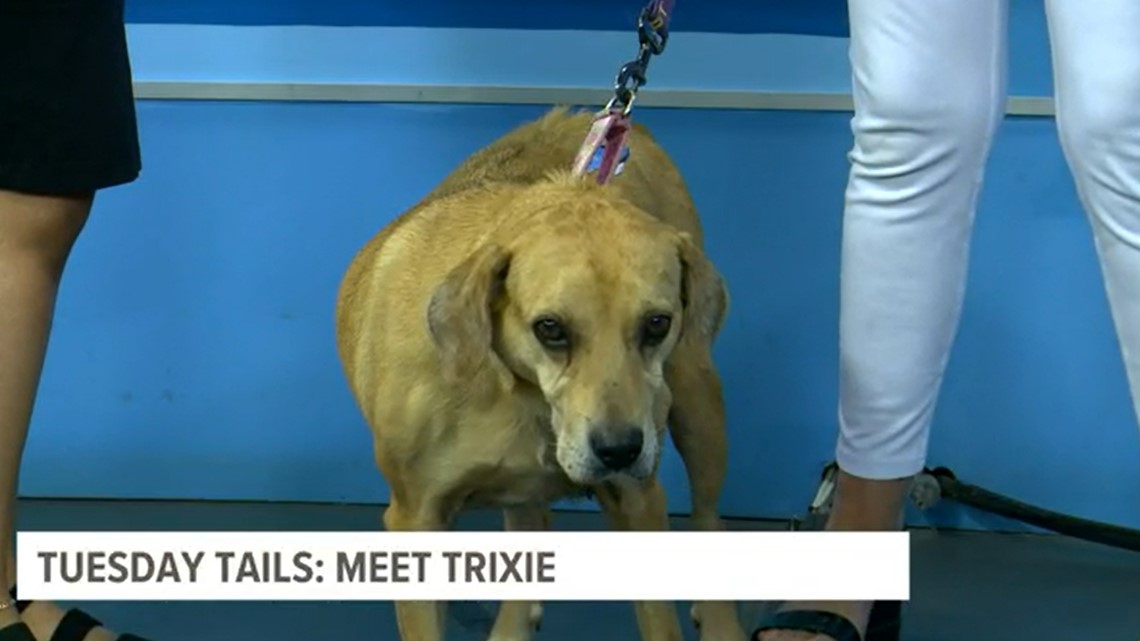 TUESDAY TAILS: Meet Trixie from the SPCA of East Texas