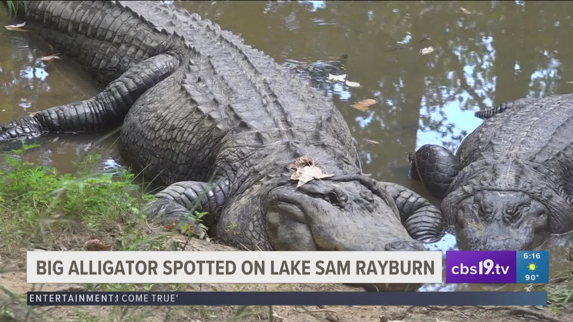 A photo of a massive alligator along the banks of an East Texas lake is getting a lot of attention online.