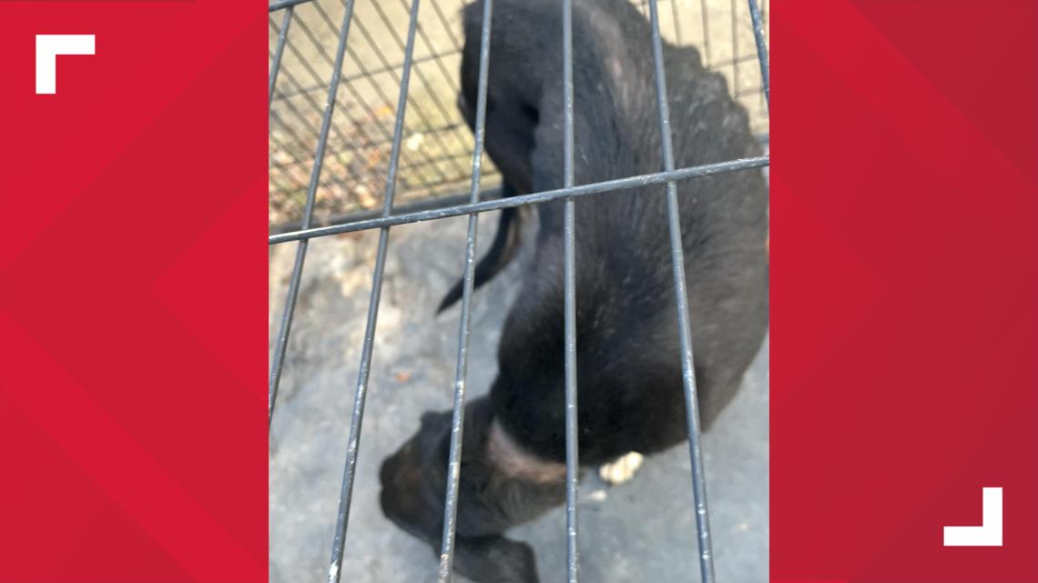 Trinity County man accused of cruelty to animals, 8 dogs seized from ...