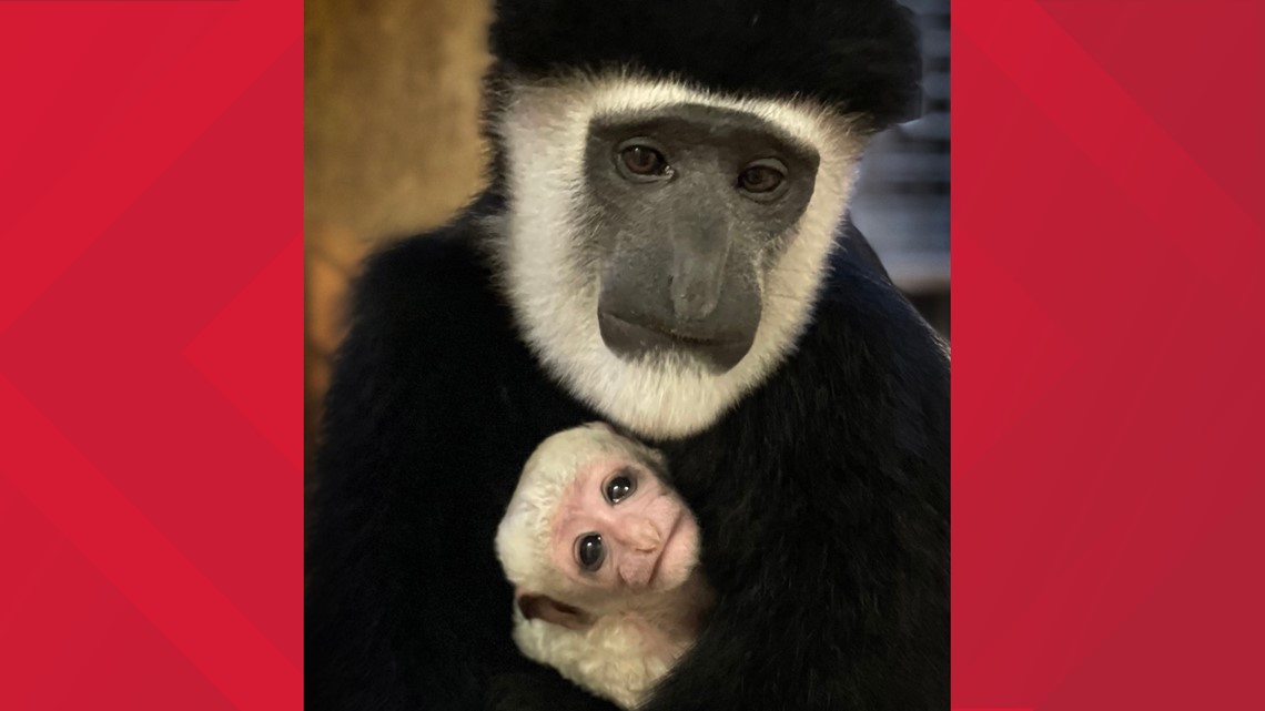 Colobus Monkey  African Wildlife Foundation