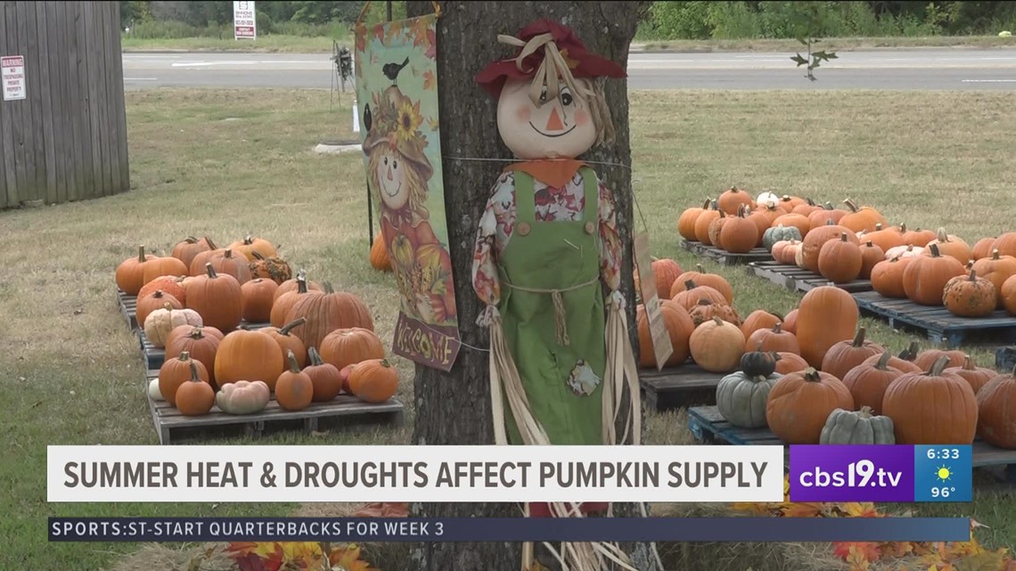 Summer heat and drought carves away pumpkin supply