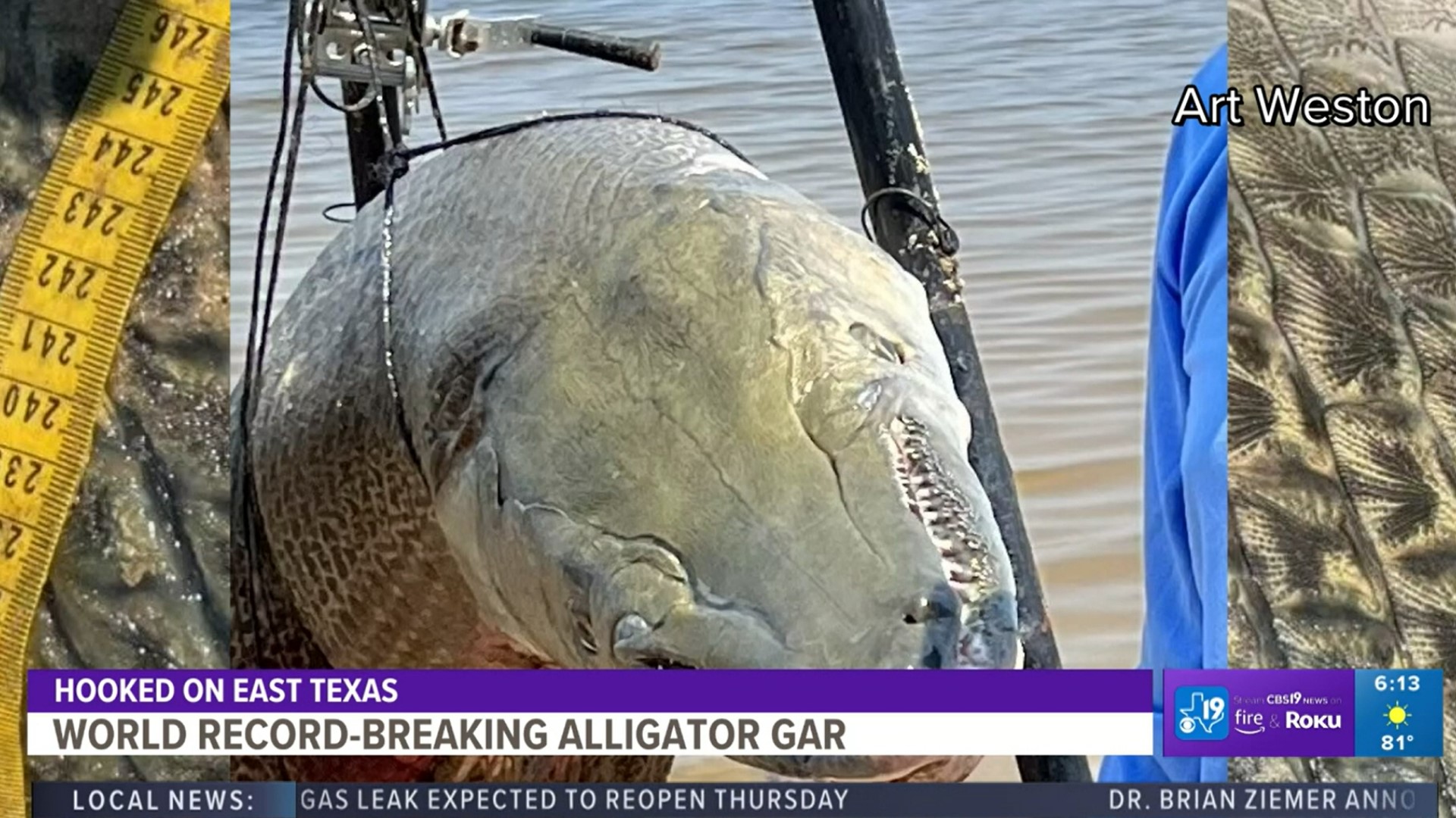 Biggest Alligator Gar In The World