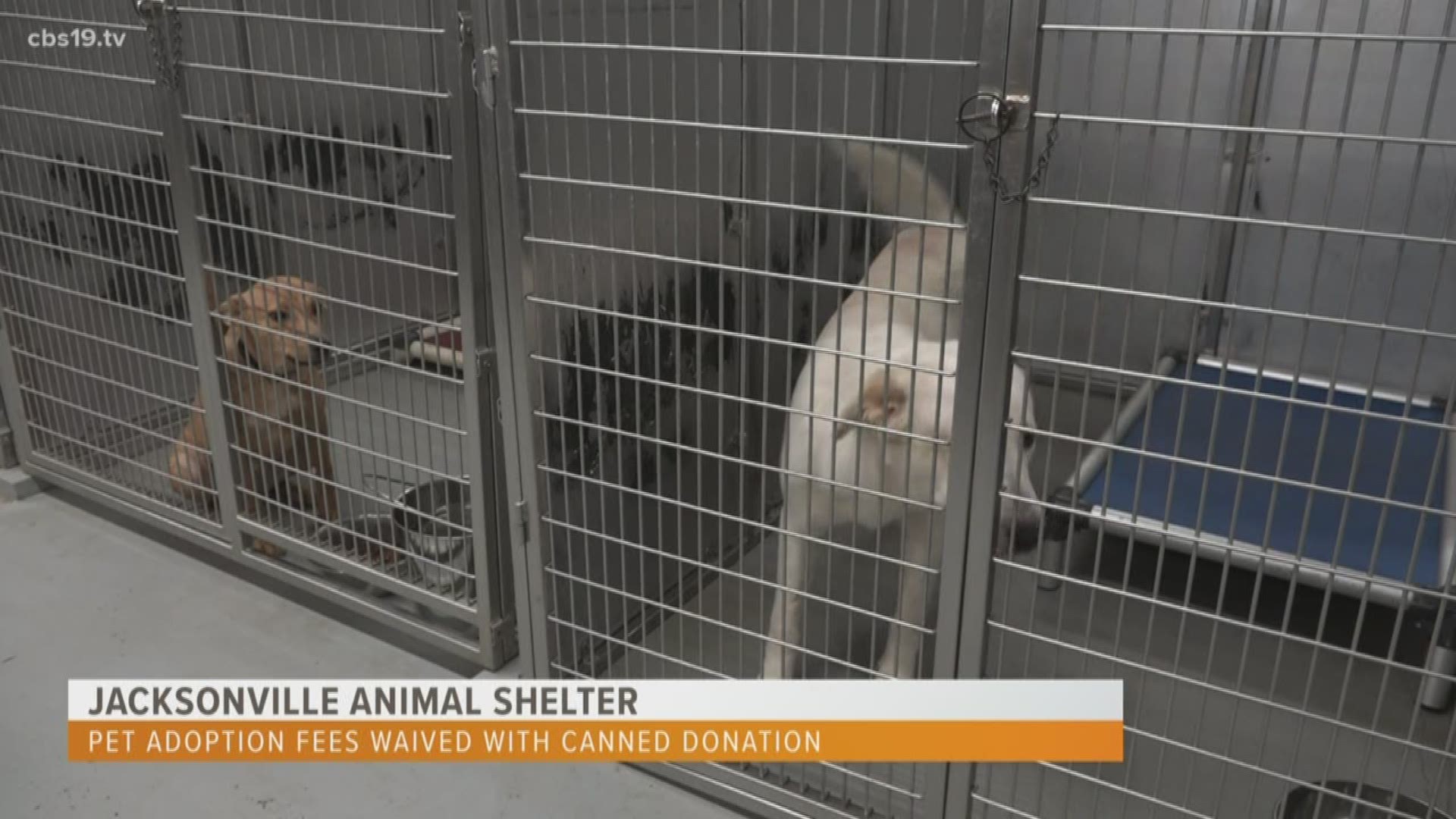 Looking to give a pet a forever home? Bring four canned donations(for people, not pets) to the Jacksonville Animal Shelter, and the adoption fee will be waived.