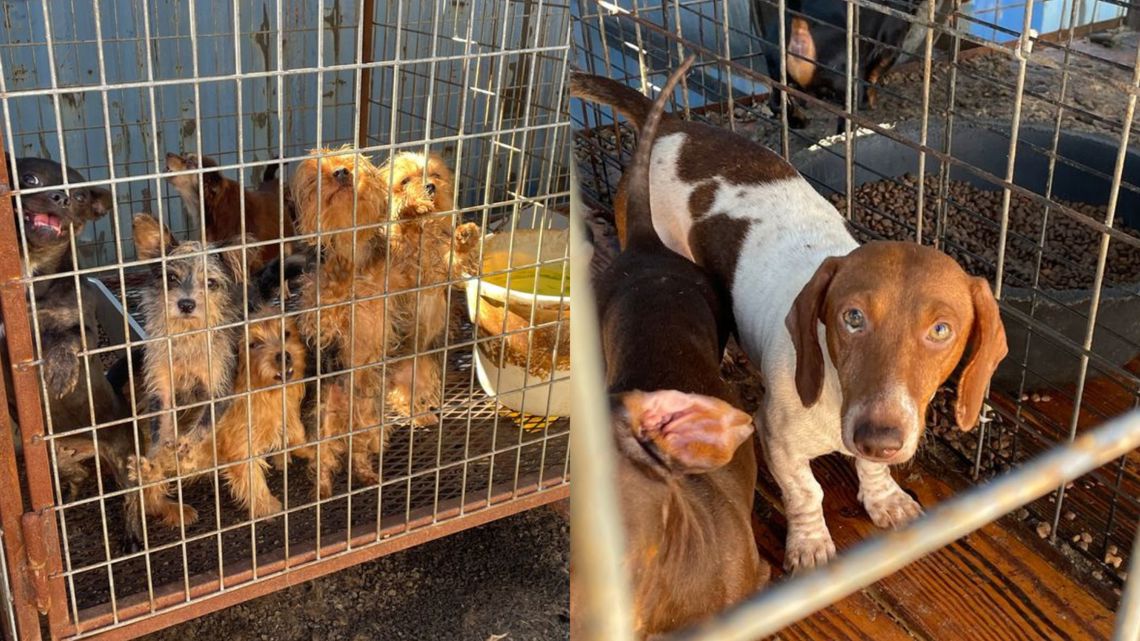 16 dogs rescued from inhumane, disease-filled conditions in East Texas ...