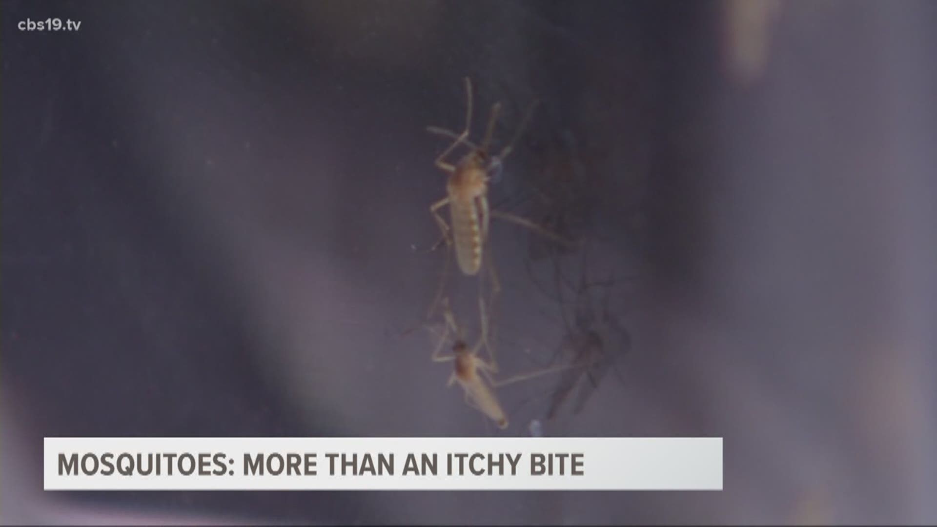 On top of their itchy bites, mosquitoes can carry deadly diseases.