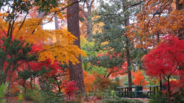 It's peak season for Fall foliage in East Texas - what to do when those leaves fall