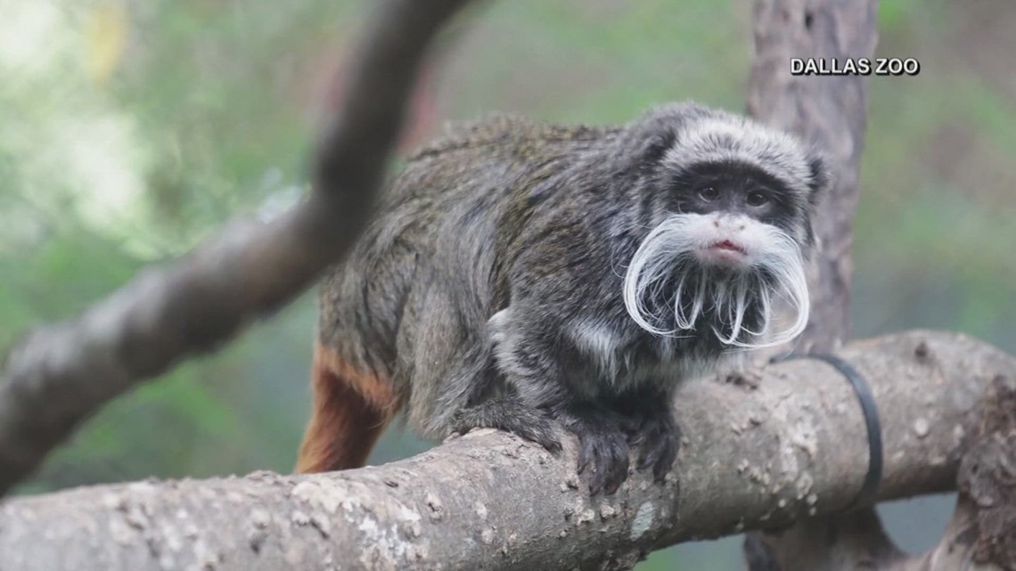 Dallas Zoo monkeys theft: Case dismissed against suspect - Vimarsana News