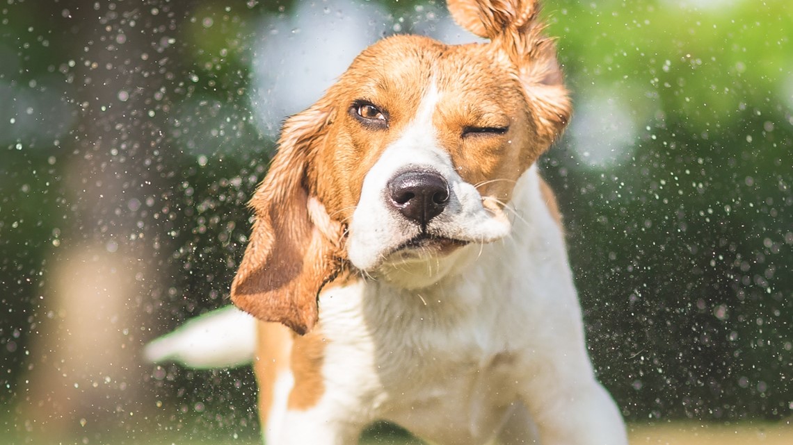 Tyler Parks and Recreation to host Pawchella for dogs at pool - Vimarsana News