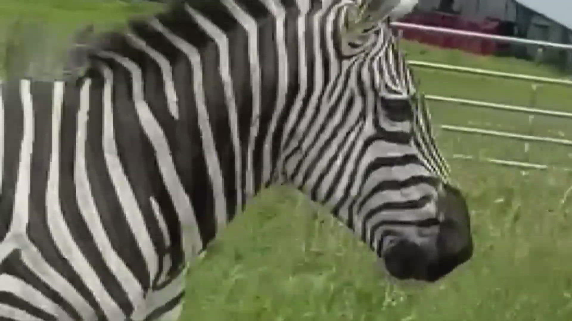 Search continues for missing pet zebra spotted on I-24 in Tennessee. The zebra remains elusive in wooded areas, with efforts underway to track it.