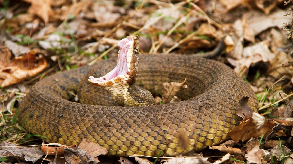 Types Of Snakes In Texas