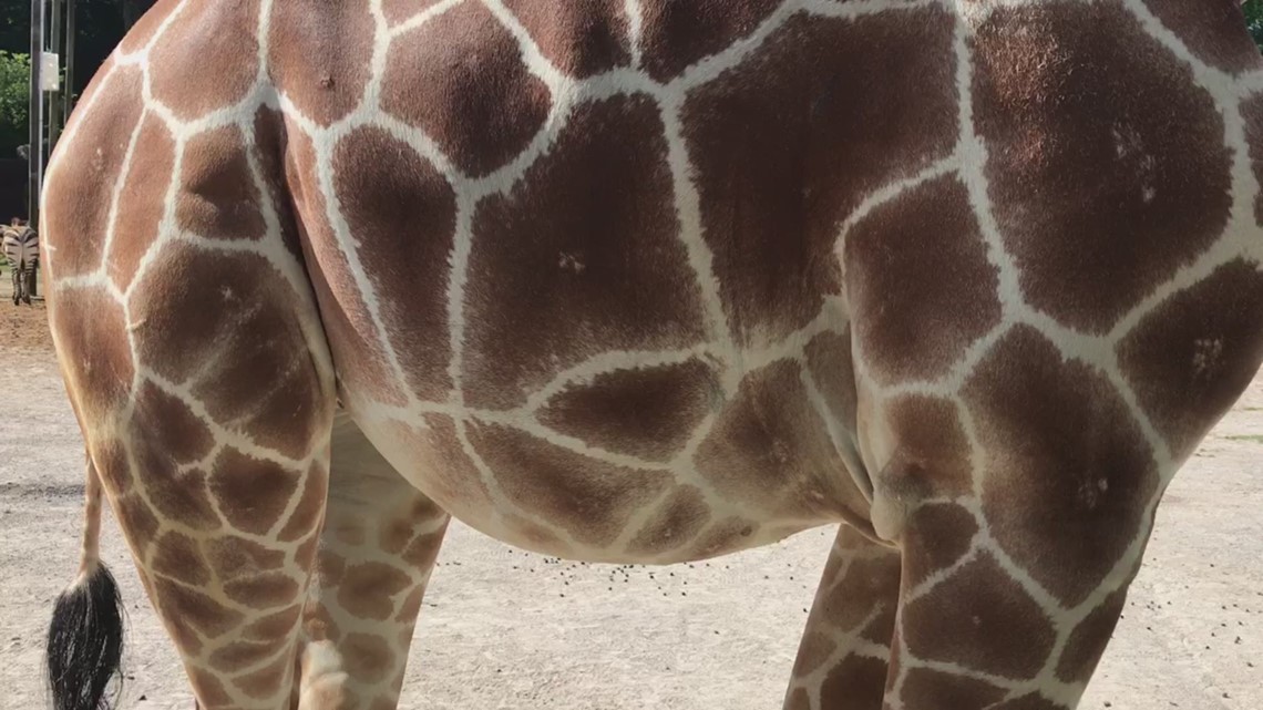 Watch Frances the Giraffe's baby kick in her belly | cbs19.tv