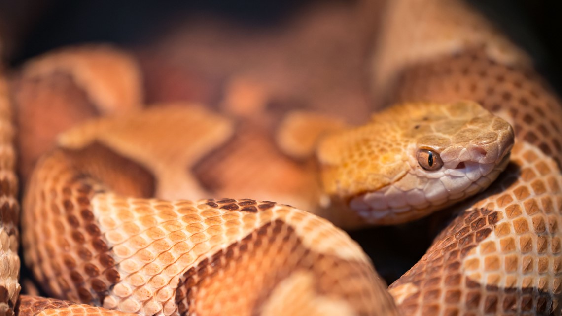 tires punctured by snakes