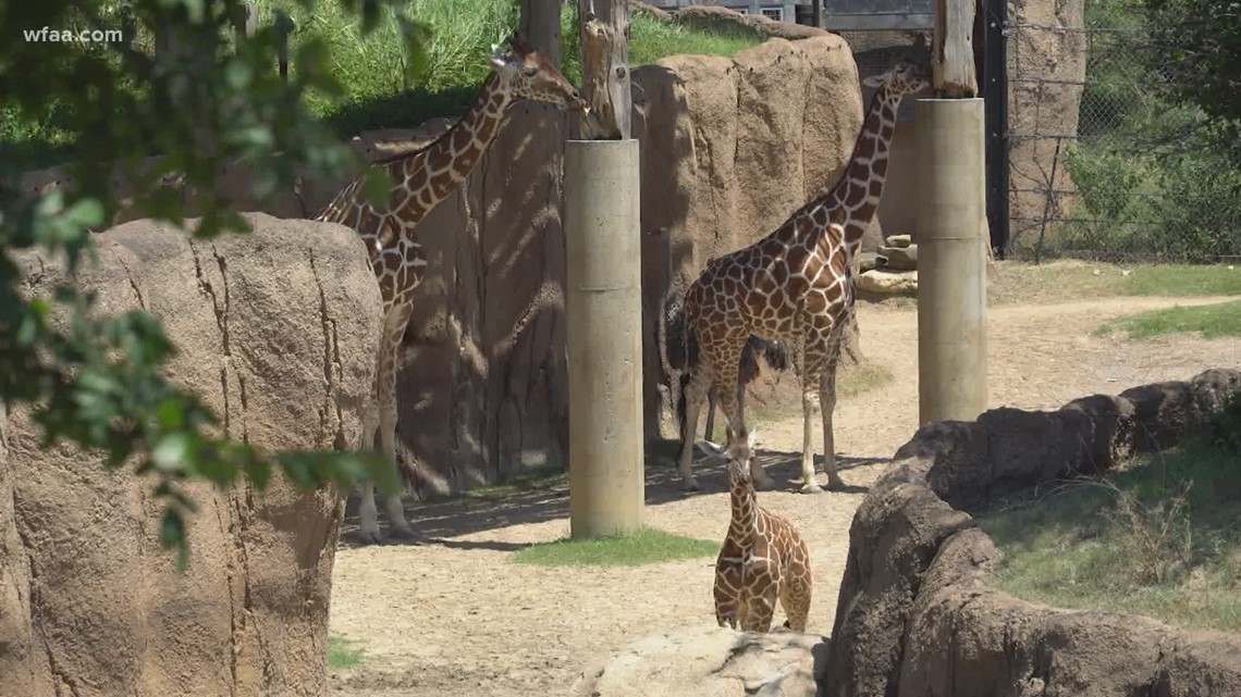 Dallas Zoo giraffes A third one has died in just one month cbs19.tv