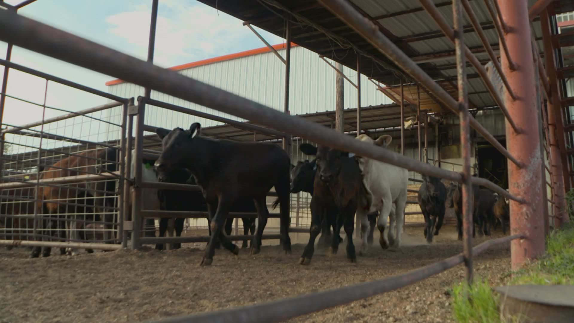 The Decatur Livestock Market saw a 50% increase in the amount of cattle brought in to be sold.