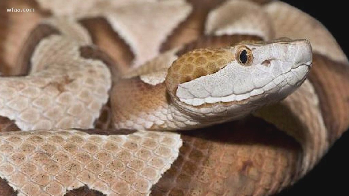 Rare two-headed snake found in Texas yard