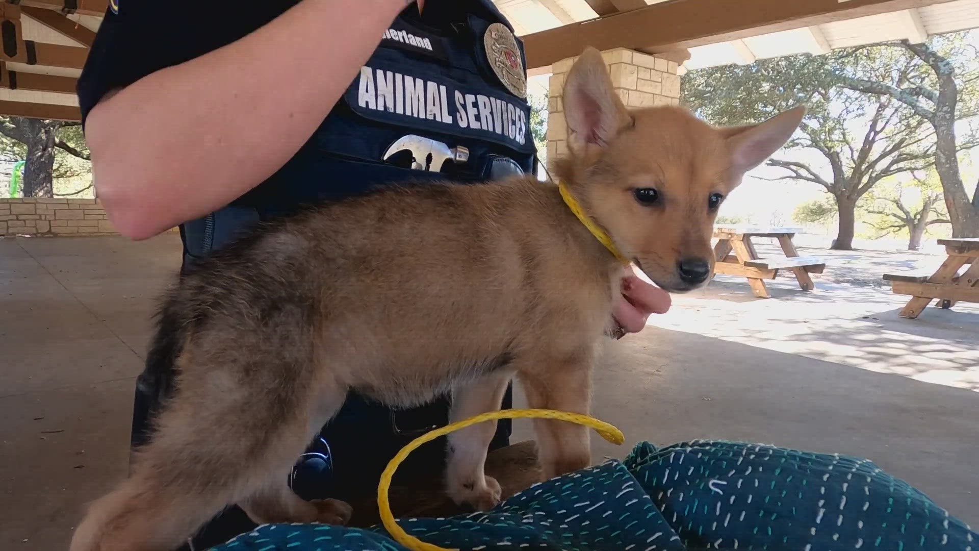 We now know more about "Toast," the pup who was originally thought to be a coyote.