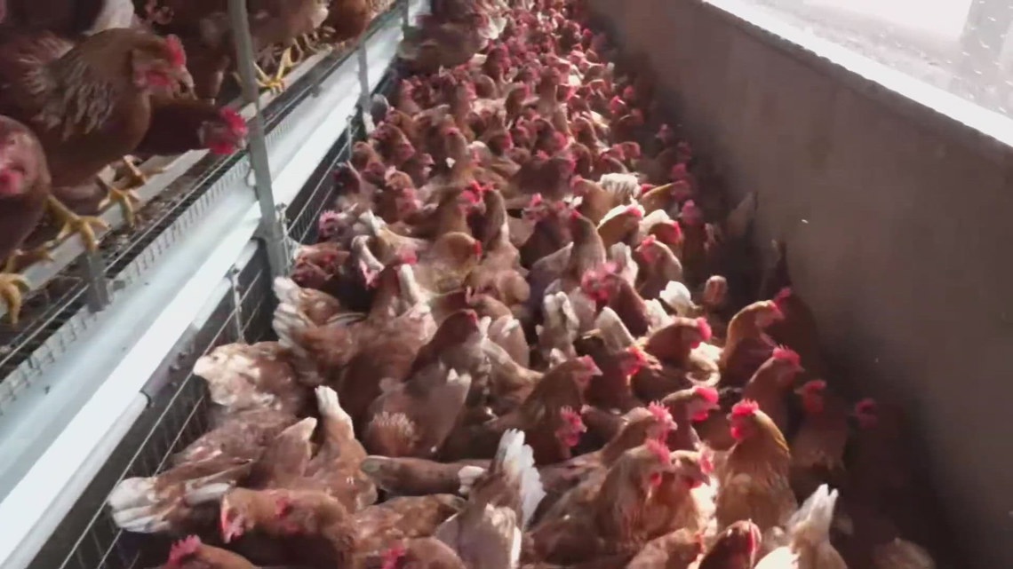 Avian flu hits East Texas poultry flock, becoming first case in state this year