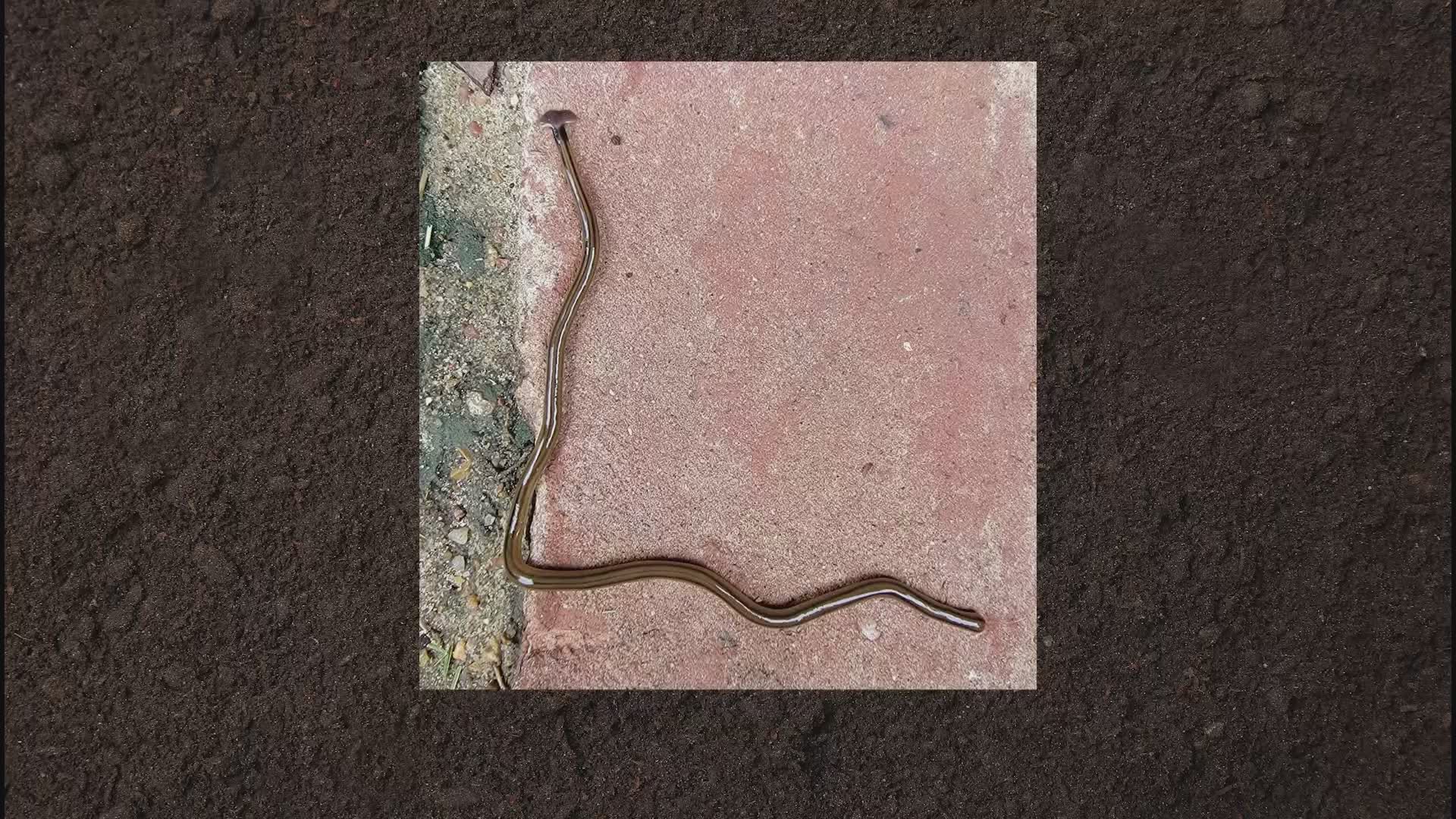 A woman in Dallas shared a photo of a hammerhead flatworm, giving details about how harmful it is and who to contact if you find one in your yard.