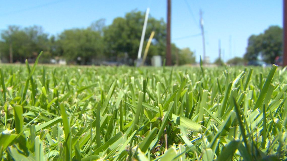 Texas lawn care expert shares cheap tips to keep grass green - Vimarsana News