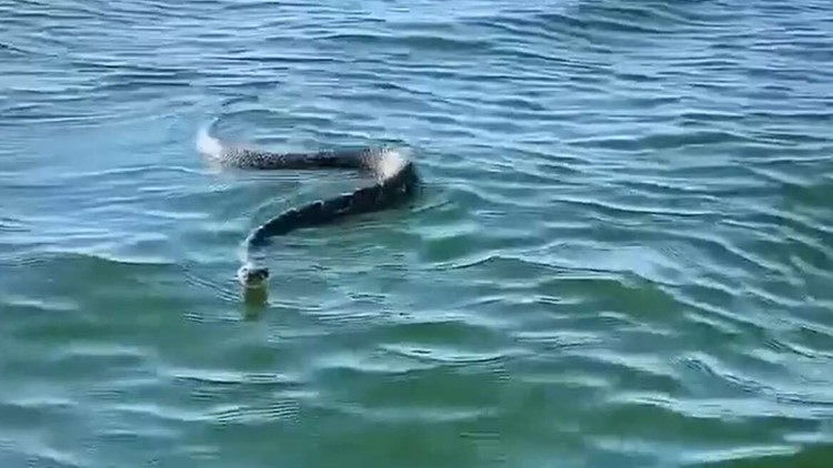A big nope: Check out this video of a diamondback rattlesnake calmly swimming on Texas lake
