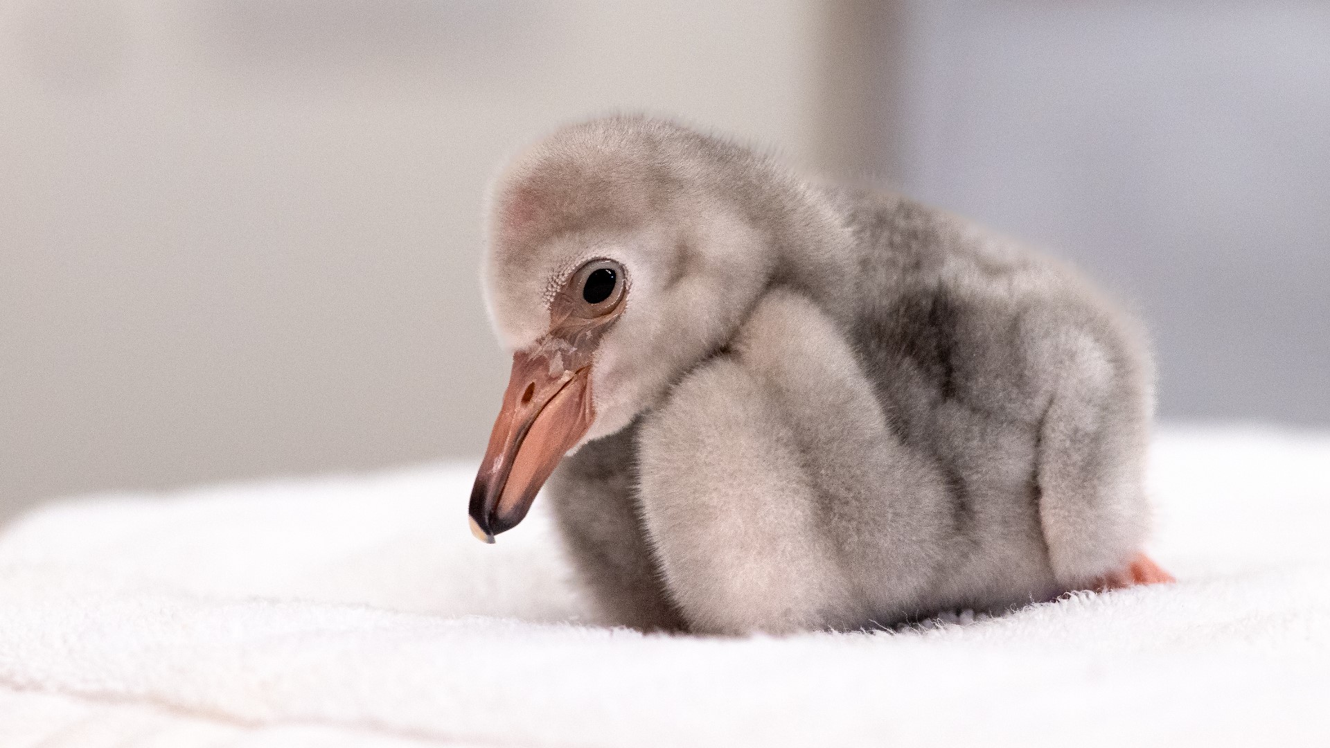 The zoo says 17 flamingos have been hatched over the last month.